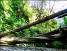 Logs in Fern Canyon